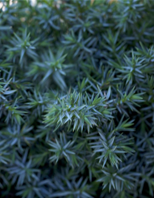 Juniperus chinensis 'Blue Alps'