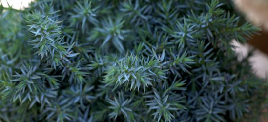 Juniperus chinensis 'Blue Alps'