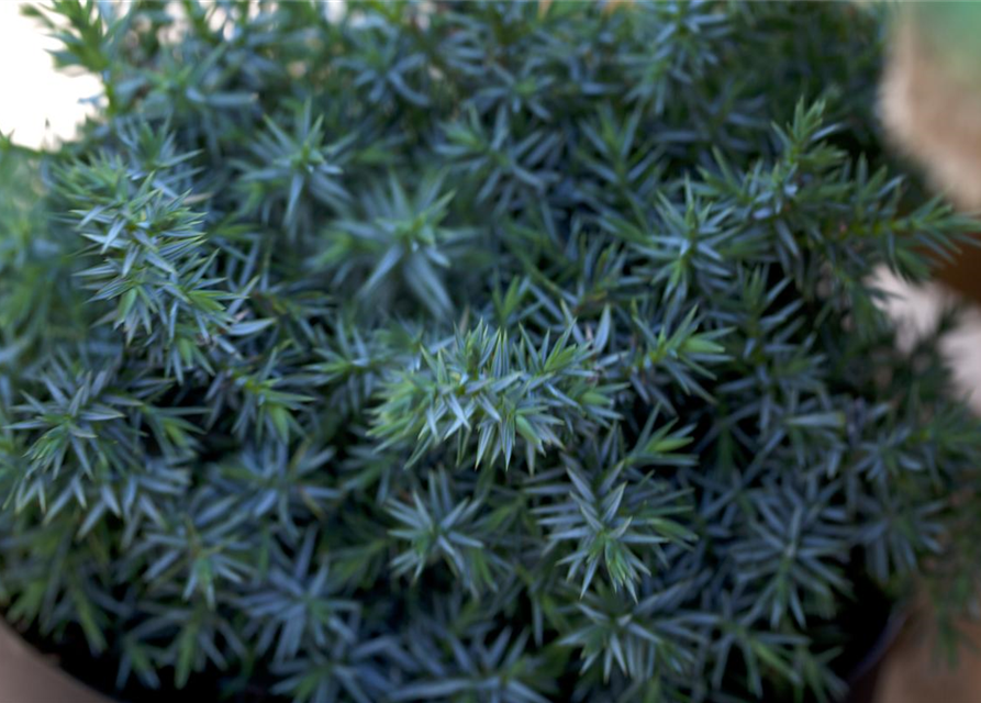 Juniperus chinensis 'Blue Alps'