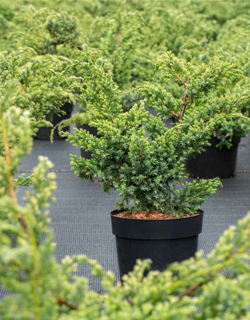 Juniperus chinensis 'Blue Alps'