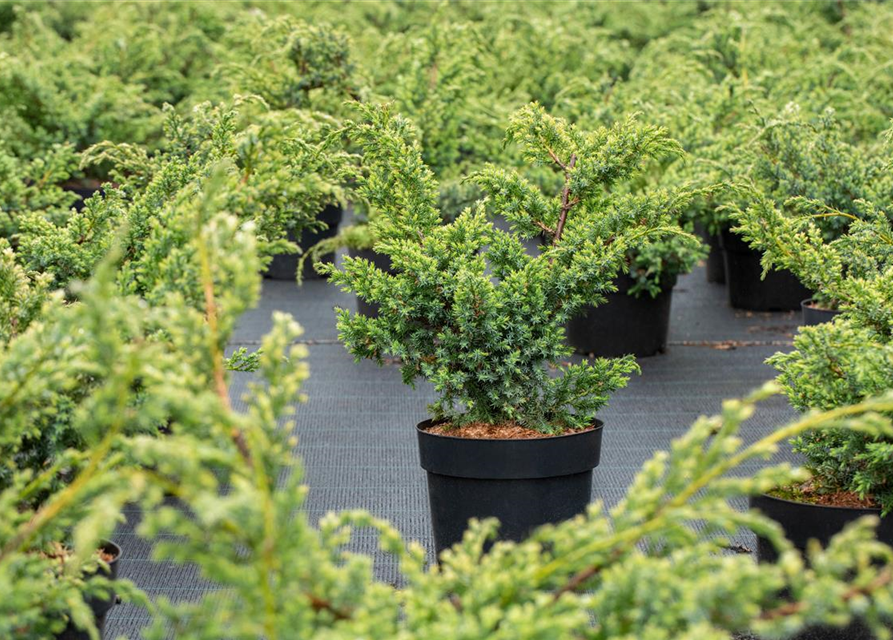 Juniperus chinensis 'Blue Alps'