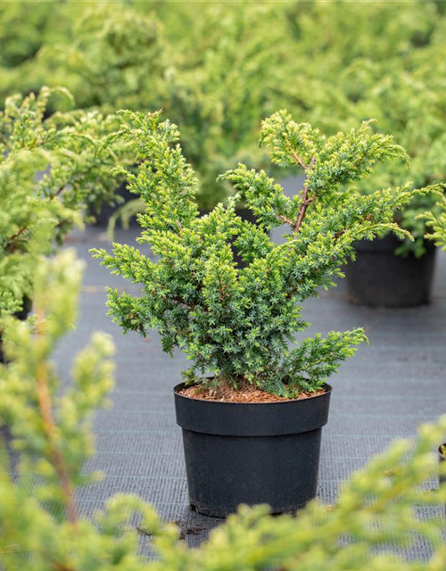 Juniperus chinensis 'Blue Alps'