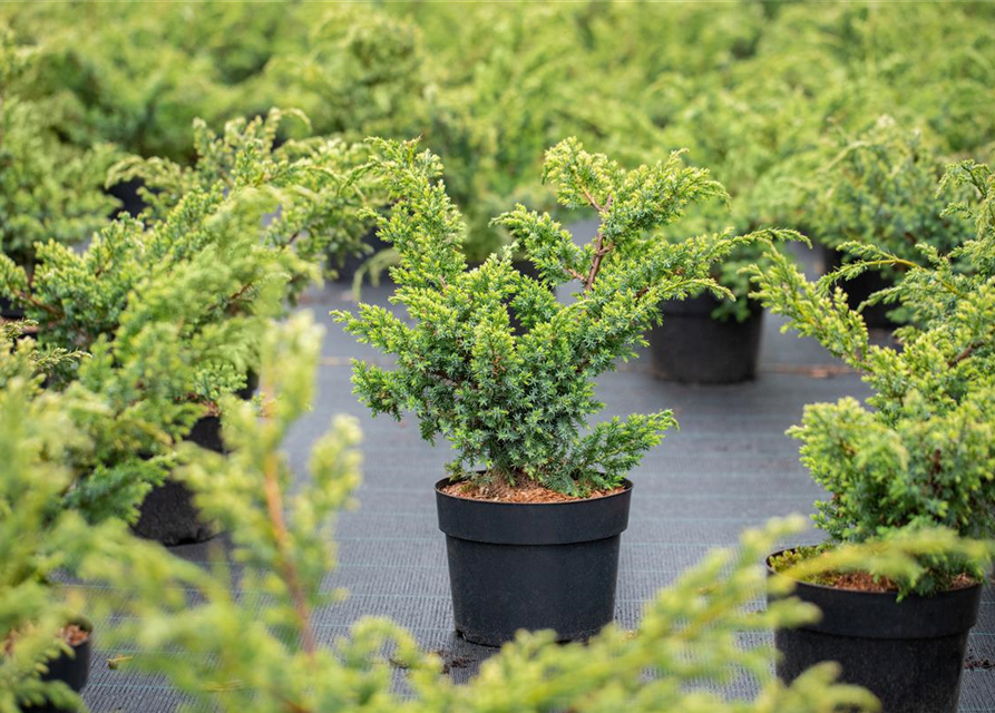 Juniperus chinensis 'Blue Alps'