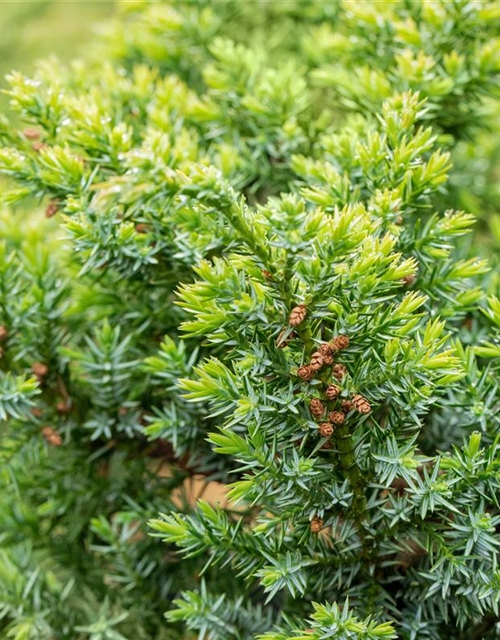 Juniperus chinensis 'Blue Alps'