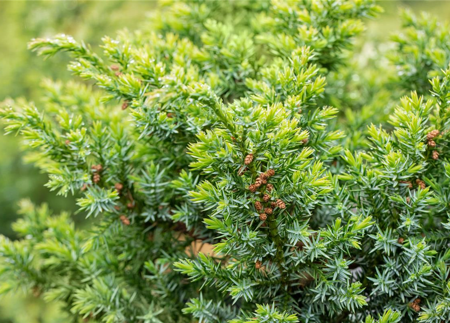 Juniperus chinensis 'Blue Alps'