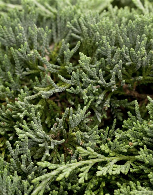 Juniperus horizontalis 'Icee Blue'®