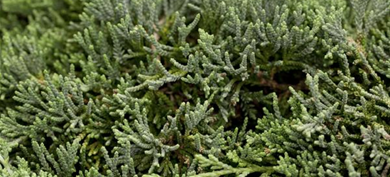 Juniperus horizontalis 'Icee Blue'®