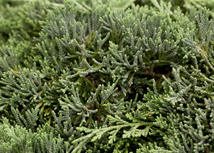 Juniperus horizontalis 'Icee Blue'®