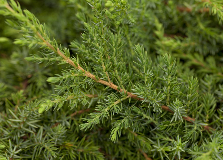 Juniperus communis 'Green Carpet'