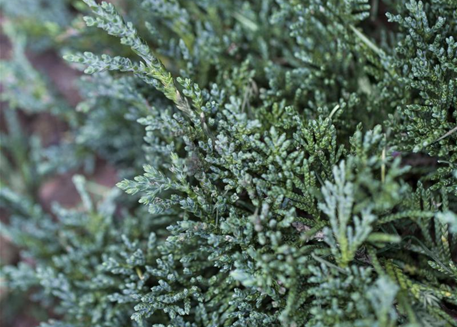 Juniperus horizontalis 'Icee Blue'®