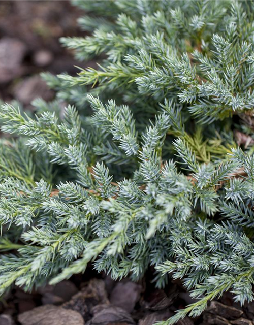 Bodenwacholder 'Blue Carpet'