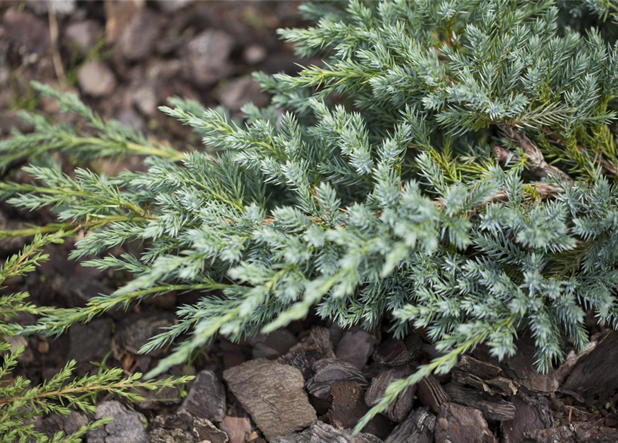 Bodenwacholder 'Blue Carpet'