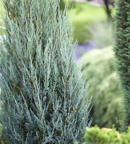 Juniperus scopulorum 'Blue Arrow'