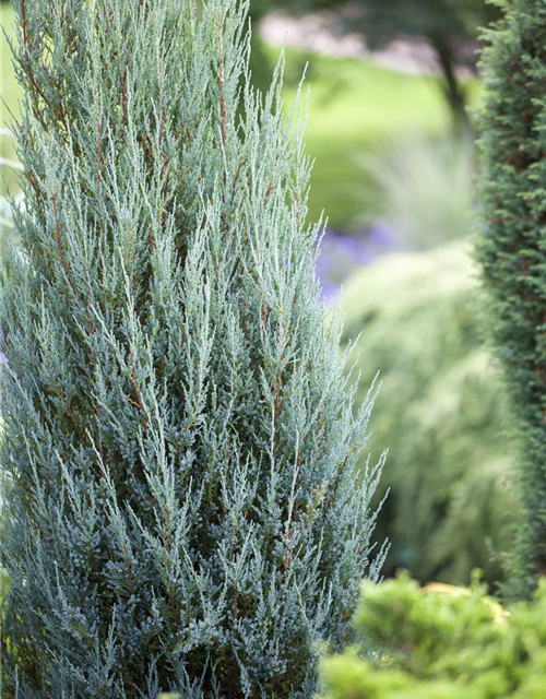 Juniperus scopulorum 'Blue Arrow'