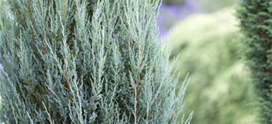 Juniperus scopulorum 'Blue Arrow'