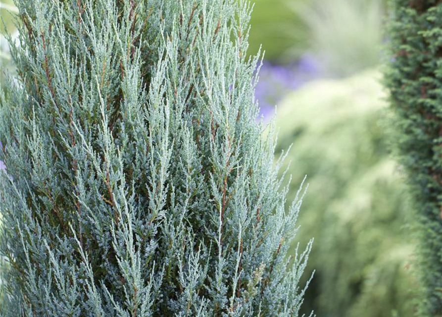 Juniperus scopulorum 'Blue Arrow'