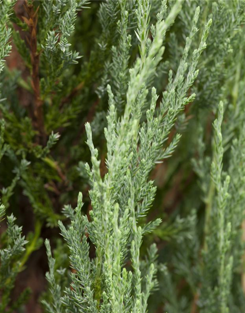 Juniperus scopulorum 'Blue Arrow'