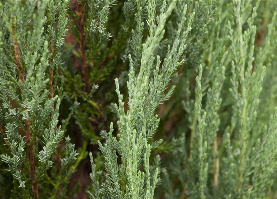 Juniperus scopulorum 'Blue Arrow'