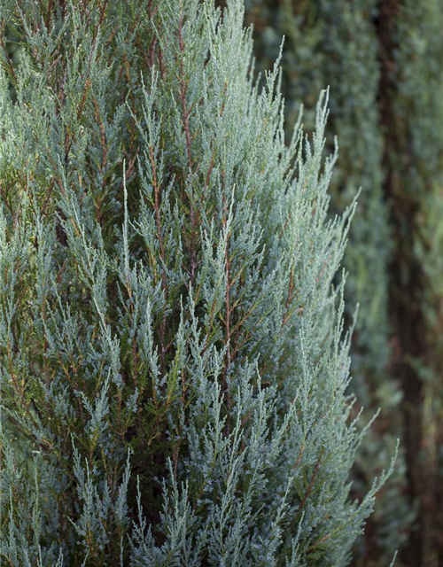 Juniperus scopulorum 'Blue Arrow'