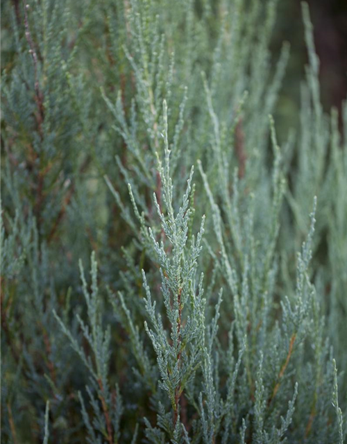 Juniperus scopulorum 'Blue Arrow'