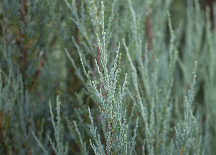 Juniperus scopulorum 'Blue Arrow'