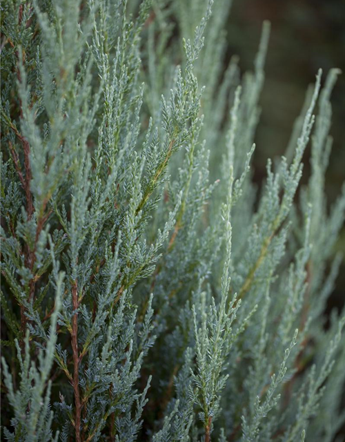 Juniperus scopulorum 'Blue Arrow'