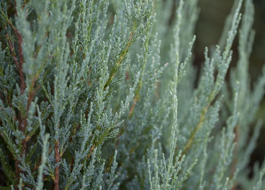 Juniperus scopulorum 'Blue Arrow'