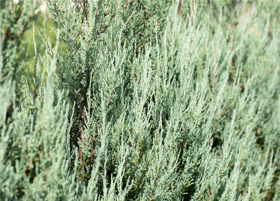 Juniperus scopulorum 'Blue Arrow'