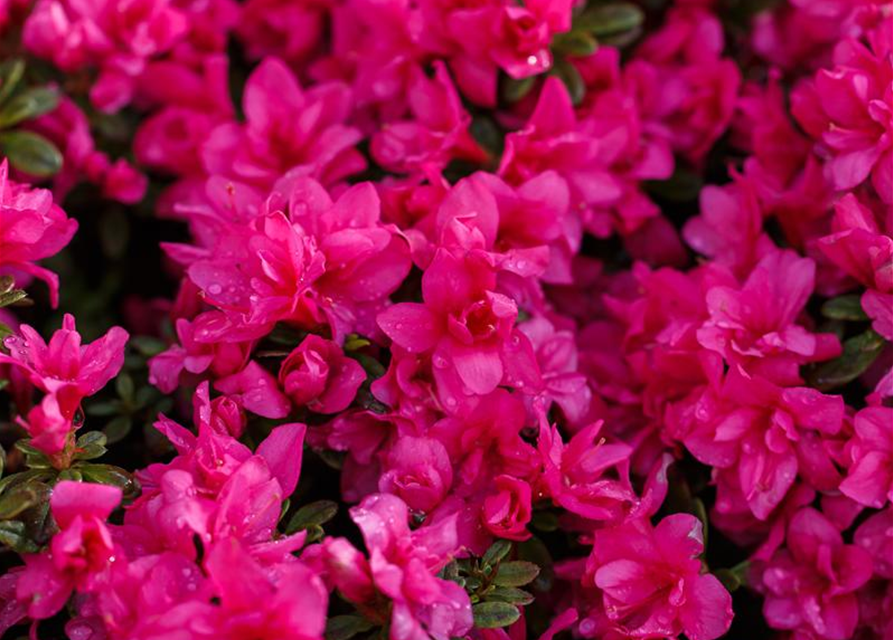 Rhododendron obtusum 'Melina'