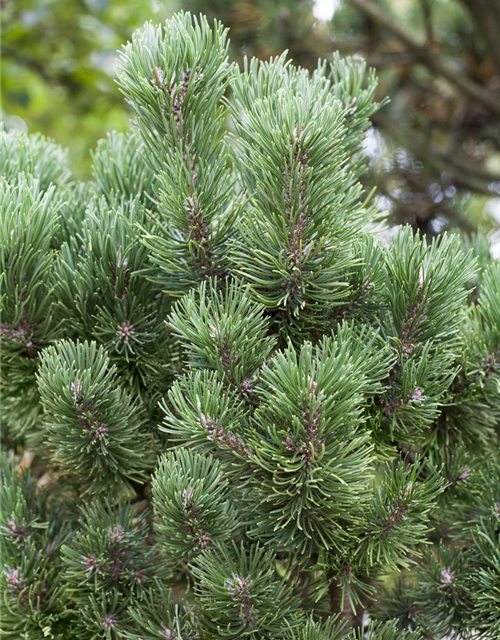 Pinus mugo 'Picobello'