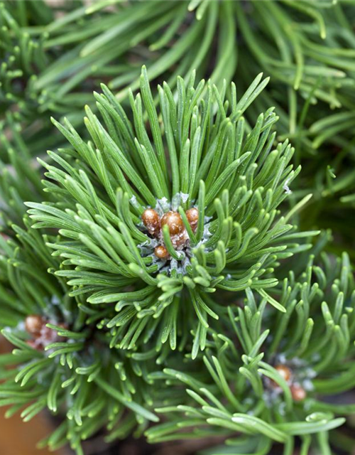 Pinus mugo 'Picobello'