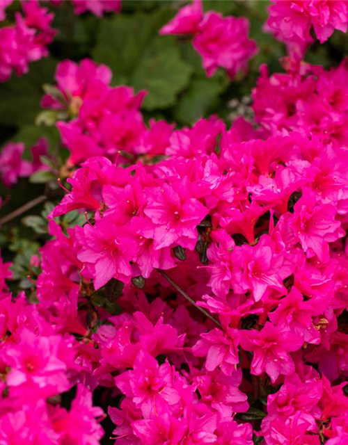 Rhododendron obtusum 'Melina'