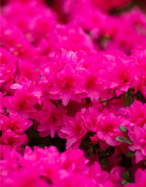 Rhododendron obtusum 'Melina'