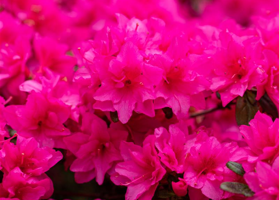 Rhododendron obtusum 'Melina'