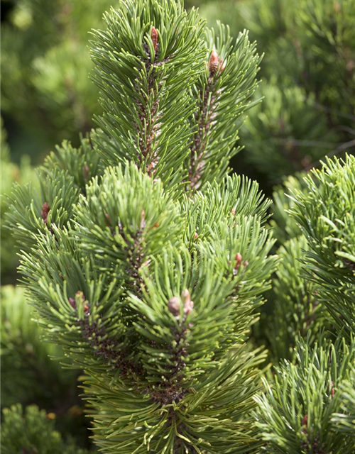 Pinus mugo 'Picobello'