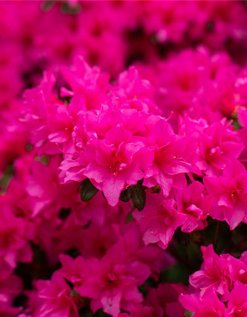 Rhododendron obtusum 'Melina'