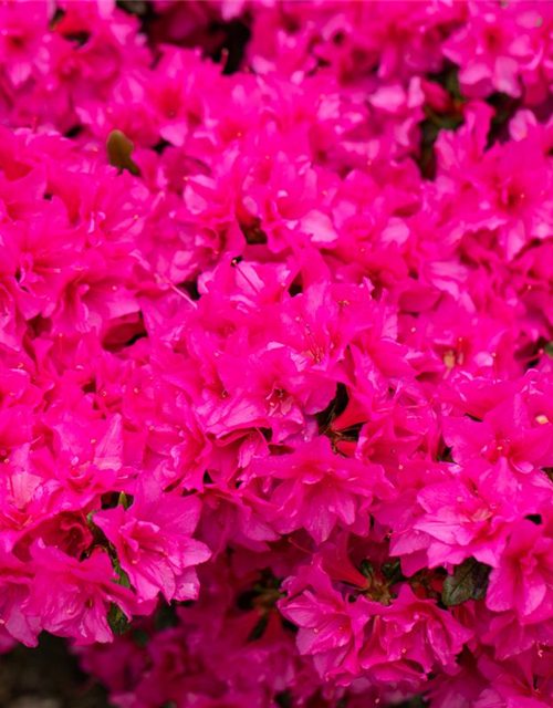 Rhododendron obtusum 'Melina'