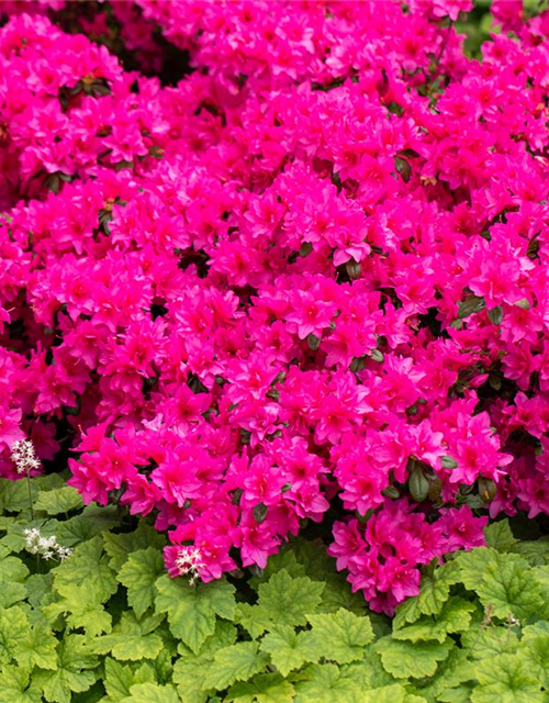 Rhododendron obtusum 'Melina'