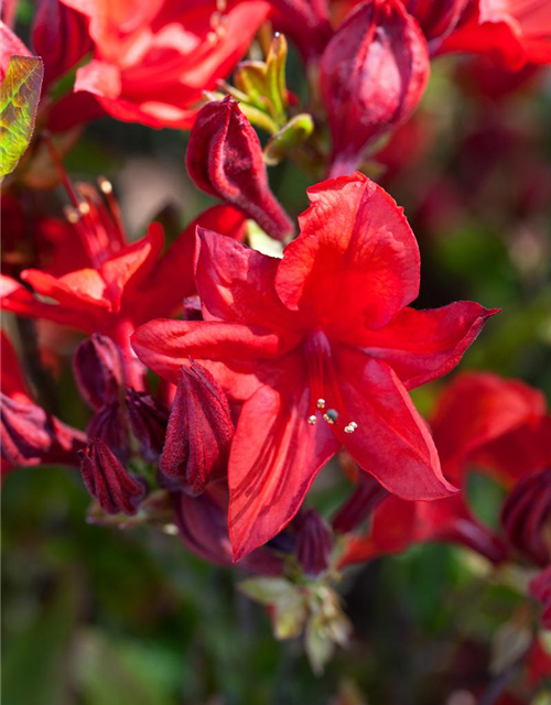 Sommergrüne Azalee 'Royal Command'