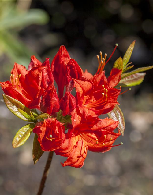 Sommergrüne Azalee 'Royal Command'