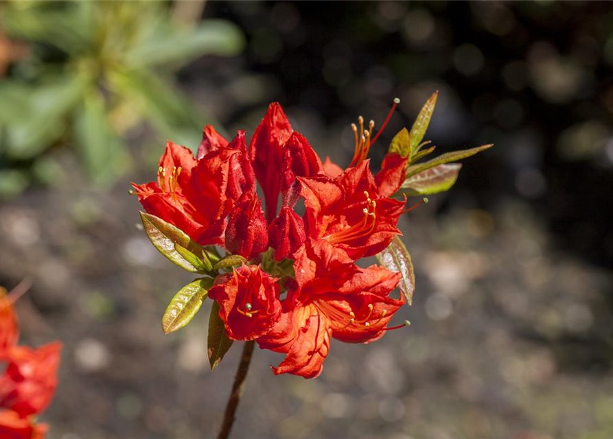 Sommergrüne Azalee 'Royal Command'