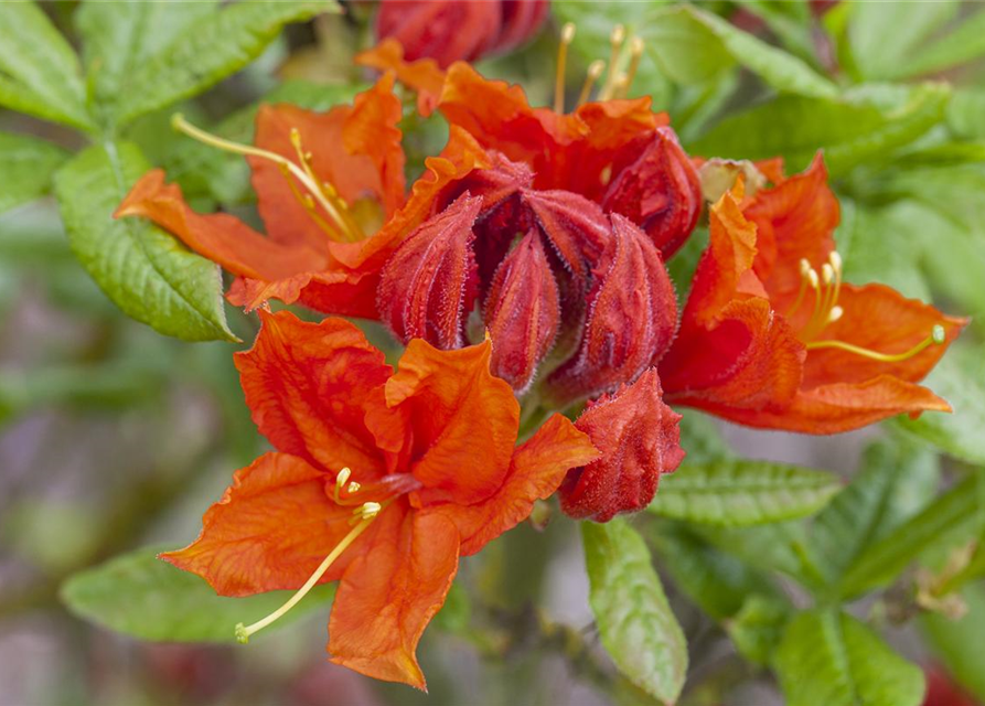 Sommergrüne Azalee 'Royal Command'