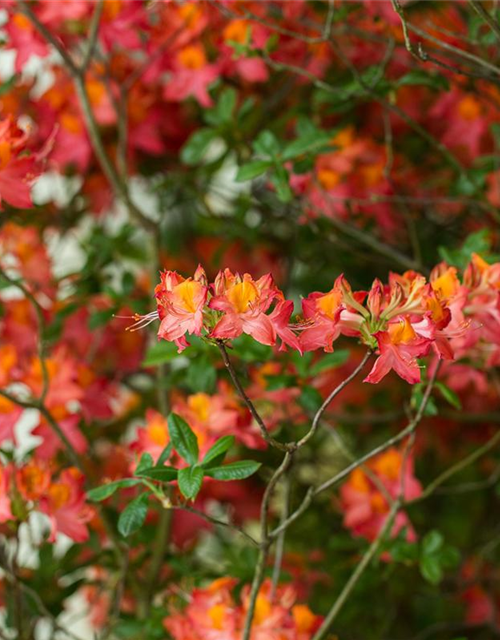 Sommergrüne Azalee 'Royal Command'