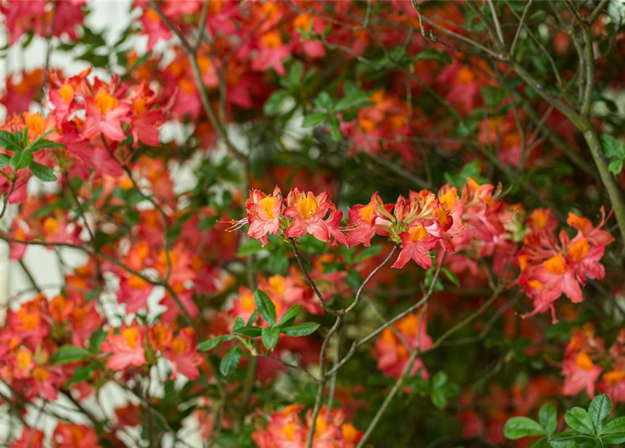 Sommergrüne Azalee 'Royal Command'