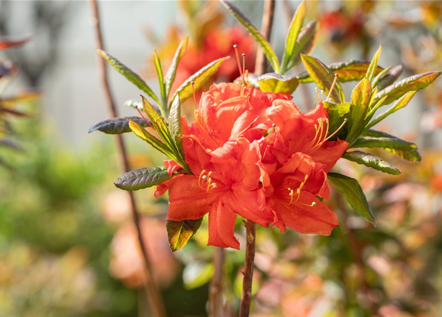 Sommergrüne Azalee 'Royal Command'