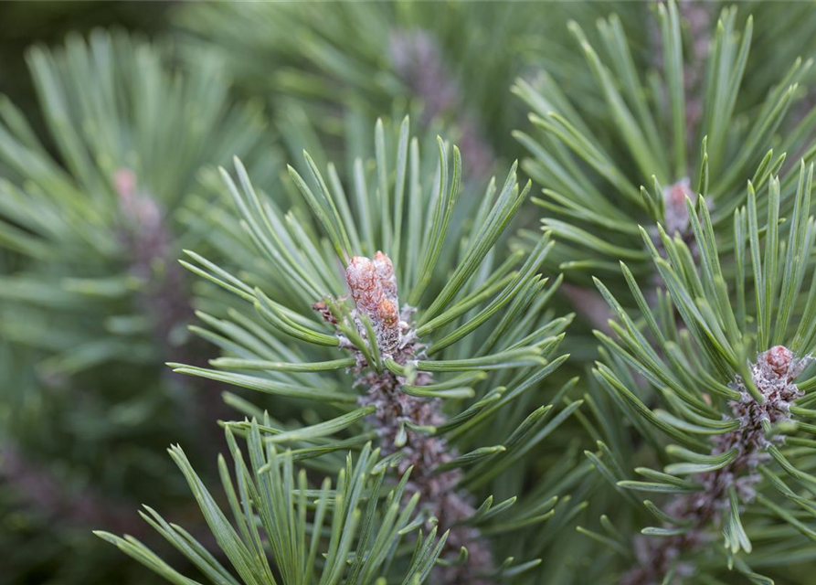 Pinus mugo 'Mops'