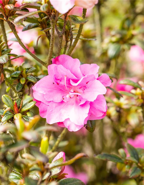 Japanische Azalee 'Rokoko'