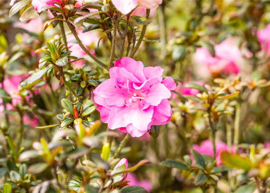 Japanische Azalee 'Rokoko'