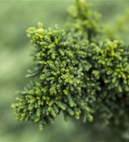 Chamaecyparis obtusa 'Chirimen'