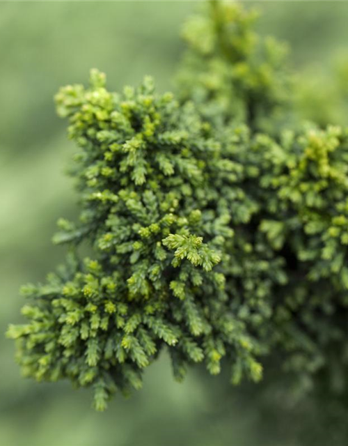 Chamaecyparis obtusa 'Chirimen'